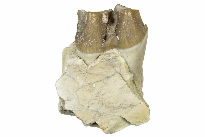 Fossil Oreodont (Merycoidodon) Jaw Section - South Dakota #300314